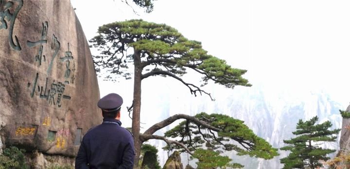  安徽■我国2棵最珍贵的树，一棵在福建，一棵在安徽，24小时专人