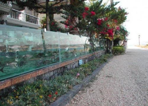 用水族箱做围墙的富商，才是真有钱人