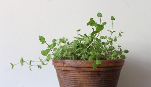  #补充水分#在花盆里养出能不断掐叶的薄荷，一周就能收获一两次