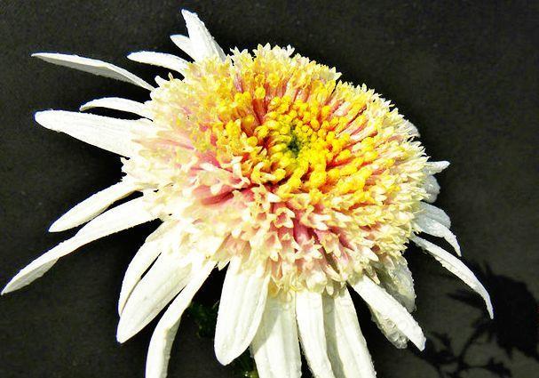  『养花』喜欢养花，就养盆“珍奇菊花”盘龙彩桂，似白玉藕粉，分外妖娆