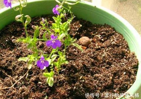  【腐殖土】养花就用这种“万能土”，1年不施肥，叶子疯长，养啥都“爆”！