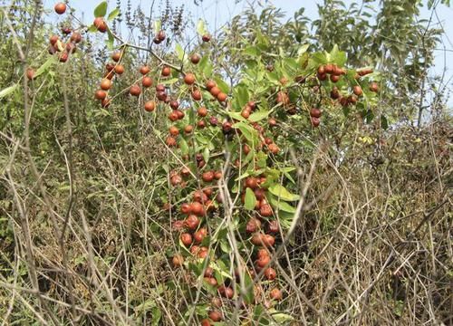  「植物」在五台山附近，1种野草较为“独特”，能结出“小红果”，价值高