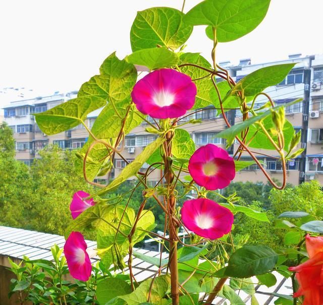  『花儿』这九种花，随便扔土里，就能长成一片，开花不断