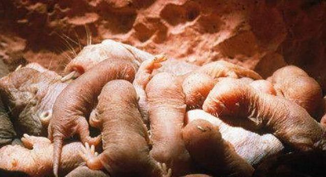 农村田里“地爬子”泛滥，怎么办？农村老农用了3招轻松解决