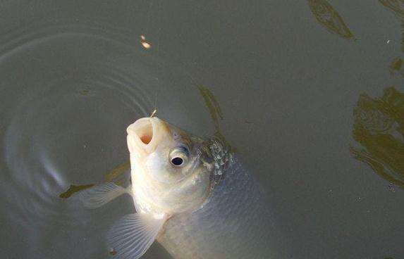 『水下』水下什么鱼,看鱼泡基本上八九不离十,鲤草鲫青鲢都能看出来