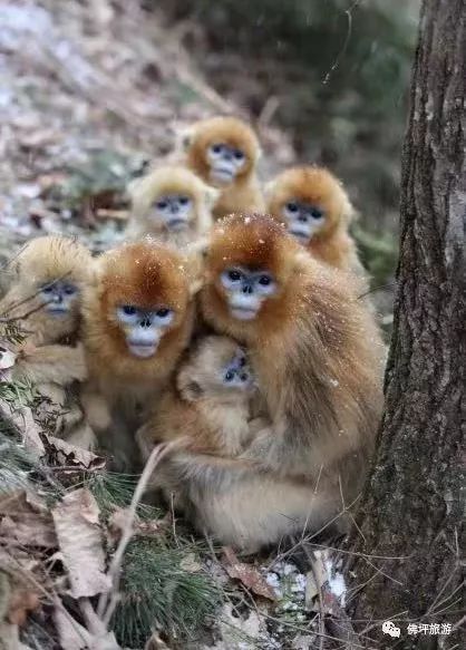 太冷啦！汉中这些小可爱在雪中抱团取暖，萌萌哒~