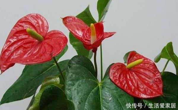  红掌■红掌养护“小攻略”，做好这些事，叶子翠绿花开到爆