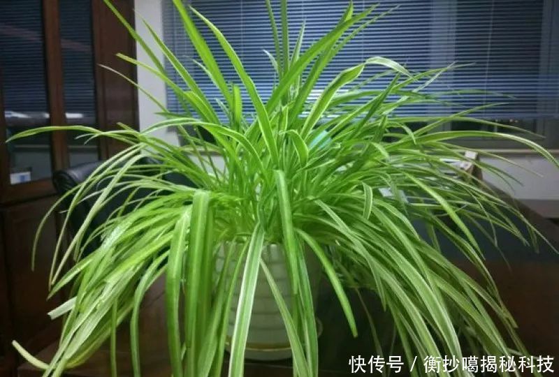 小妙■养花小妙招,花开爆满盆