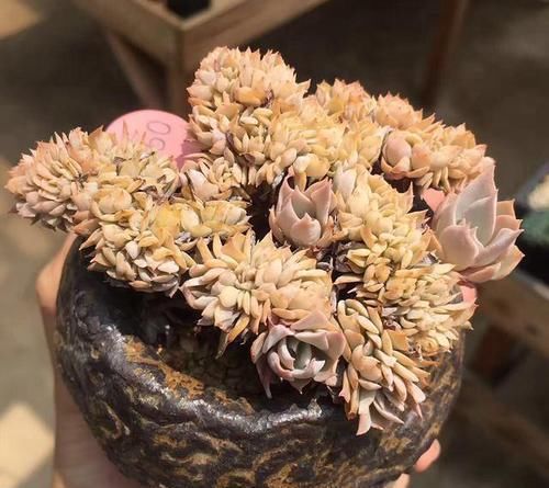  片花瓣■不明白什么是“缀化”？一招让你变成多肉老司机！
