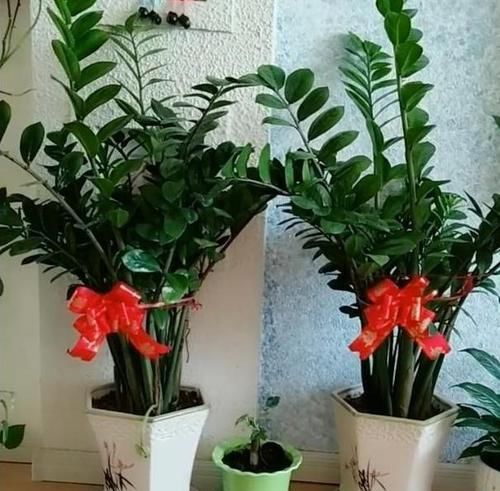 以在家中@家里养护这几种植物，招财旺人，运气也越来越好，值得养护