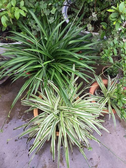 #新居#装修新居有甲醛?摆放几盆绿植,来个“花”样杀毒!安全住新房