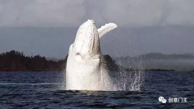 25张令人大开眼界的照片，估计你一张没见过！