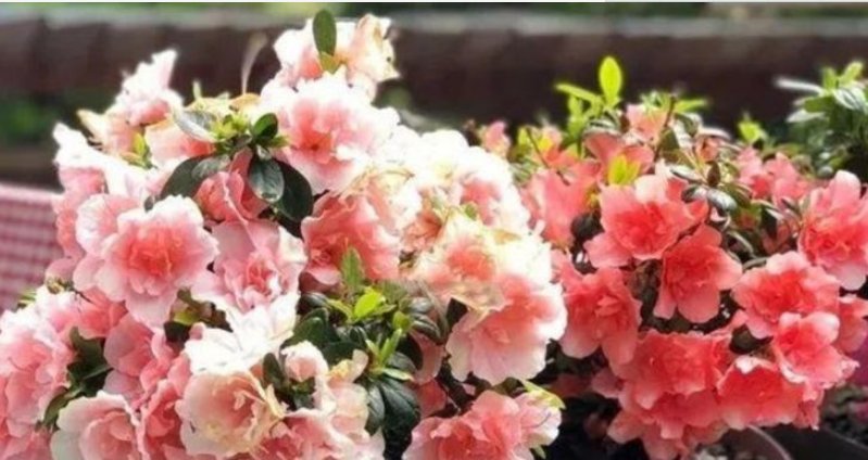  #花期#这“3种”花,养阳台上,漂亮又好养,一年四季“花开不断”