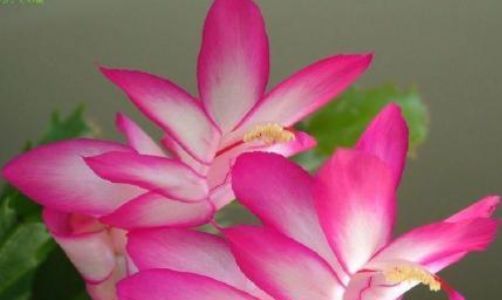  『蟹爪兰』家里养花就养这4款花，芳香馥郁，花苞开满整个阳台