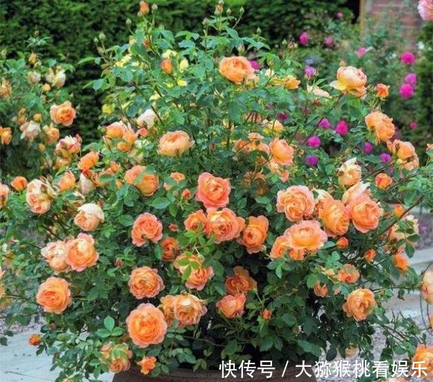 「大缸养」农村淘汰的大水缸,种上月季绣球君子兰,开花刹不住,变成大土豪!