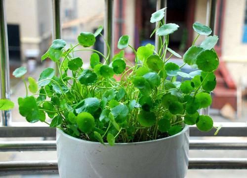 【植物】不知道养什么植物,不如试试养这几种,超级美!
