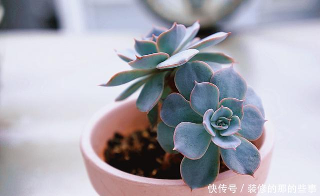  「植物」气温太高，这3种花要休眠，在养护上更要上心