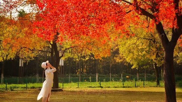 洛阳深秋有多美？隋唐秋色惹人醉，网红树下故事多