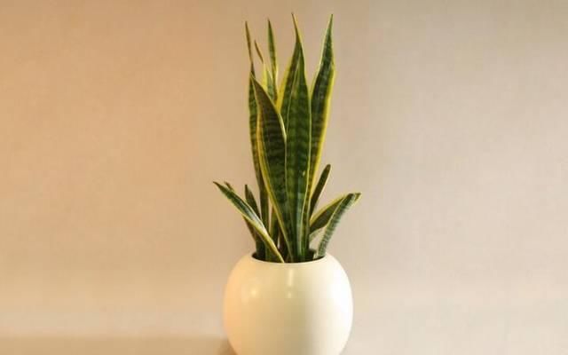 『适合』有哪几种植物适合在光线不好的家里养护