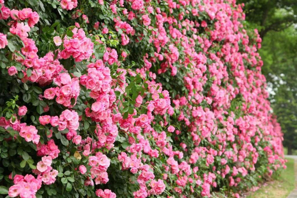  不少：惊艳！月季盛开，松江这条“花路”风景你错过了吗？