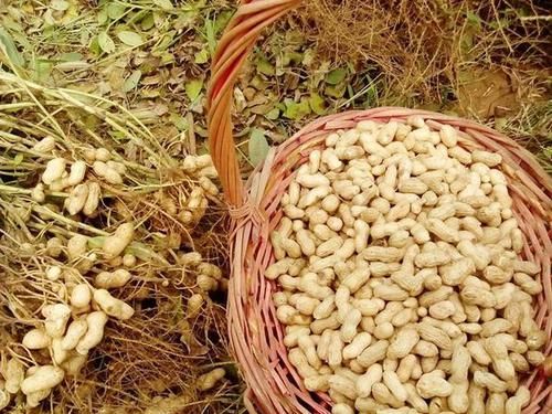  「油坊」农村油坊“免费压榨花生油”，只要花生饼渣，靠什么盈