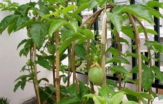  『生长期』盆栽西番莲有窍门，日常保养是最重要的，新手种植一定要看干货
