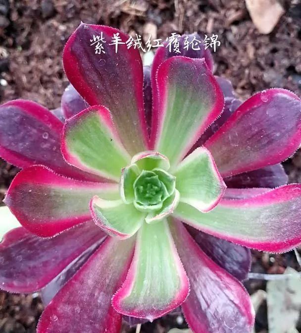  「和成莲座叶」你还傻傻的分不清法师品种吗？百合莉莉属于法师？