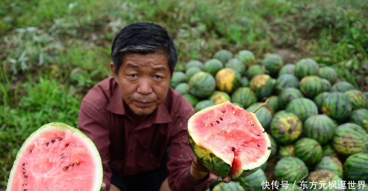  【农产品】这边菜烂在地里，卖不出去，那边城里人说菜太贵吃不