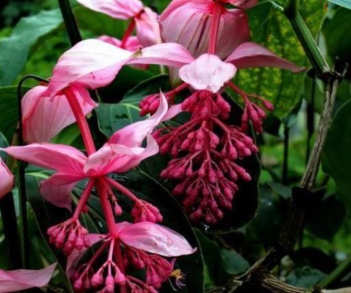  『花苞』“3种花”一开如“下雨”，花苞多、花朵大，几月不管，花垂满盆
