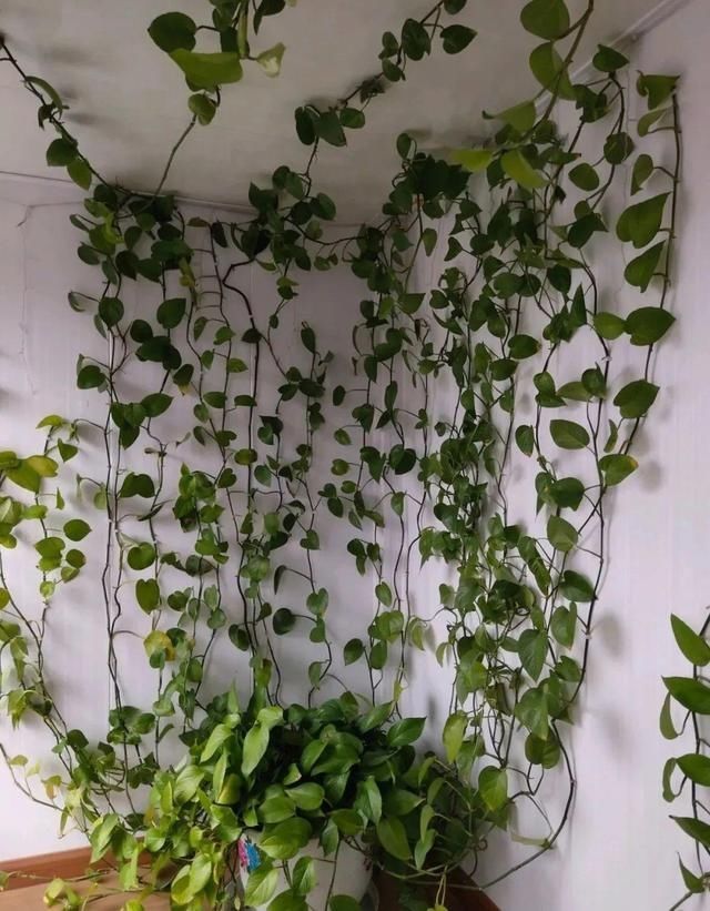 「得像」急性子就养铜钱草,俩月爆满整个家,多得像生物入侵