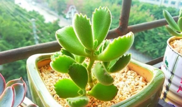  #扦插#邻居家的熊童子很好看，但别随意扦插，会养不活，注意季节最主要