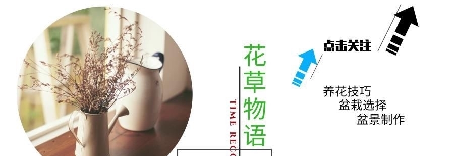 『此物』此物名为蒲公英,常人当它是野花,行家用它泡茶,老中医用来治病