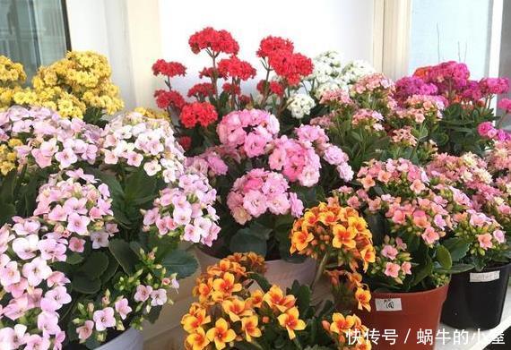  『一大』4种花别花钱买，掐片叶子就能冒一大盆，枝繁叶茂又养眼