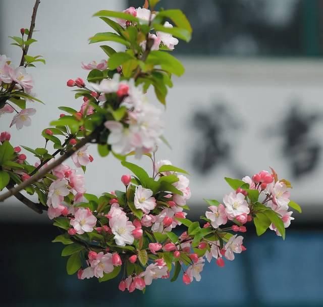  「究竟」云看花，中国美丽高等院校究竟看哪儿？