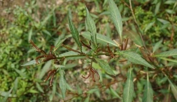 农村有种野草人称“草龙”，农村人不欢迎，如今30元一斤成香饽饽