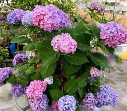  「超生」绣球花第一年开花就成了超生游击队需要修剪吗？会不会导致大小年