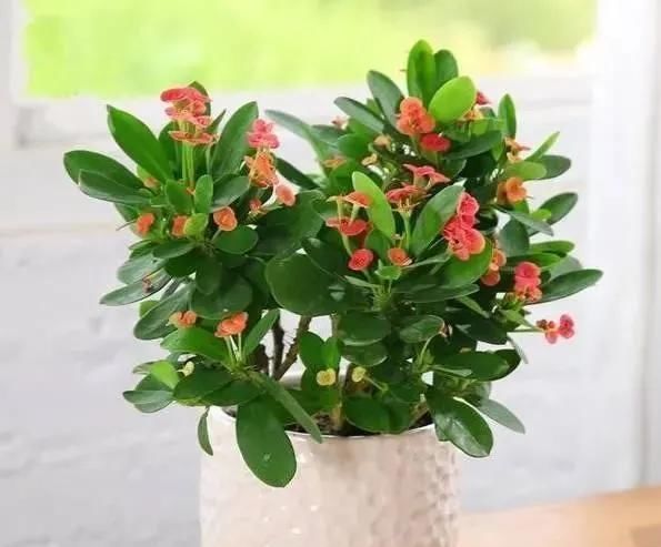  「还要」比香水还要香的9种花，养在阳台上，满屋飘香