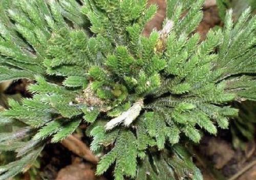  【种植】山坡下的石头缝里，1种“还魂草”不多见，挖2棵种植，变小盆栽