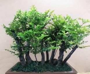  『香味』1种植物几乎“绝种”，你家要是有，请珍惜“它”，能散发香味！