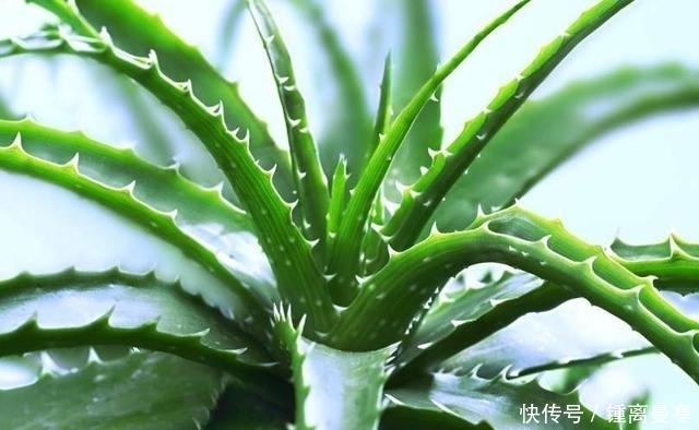 实用价值|这3种“丑”植物,是家庭“保护神”,家里养1盆,家人身体更健康