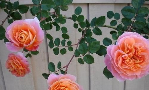  『开花漂亮』不垂头的4种藤本月季，花量丰富，花期超长，值得拥有