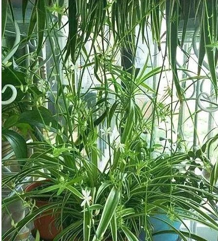  「肥得」花盆里撒1把“它”，土壤肥得流油，叶片花朵蹭蹭长，养啥花都旺