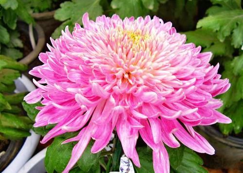  香雪球■喜欢菊花，就养盆“菊中精品”丹桂飘香，幽香袭人，沁人心脾