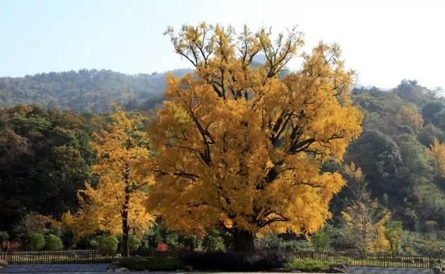 不用去婺源，湖北也有神仙秋景可赏，自驾2小时直达！