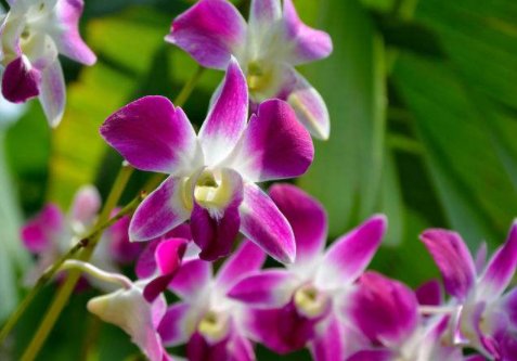  「轻松」新手学养花，就选这几朵小花，好打理爱开花，晾在阳台轻松变花海