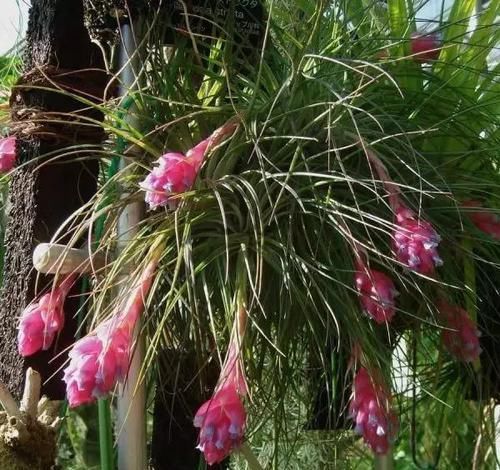  附生植物：植物能“自由”成什么样？教你几种“不要土”的附生植物...