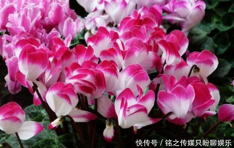 烂漫@新手就养5种花,好养易爆盆,养盆在阳台,傲然挺立,烂漫又迷人