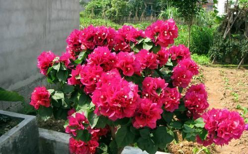  #艳丽#三角梅又叫叶子花，颜色艳丽，花期较长，三角梅养护要注意什么？