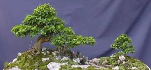  暖凉爽的环：22种天生就是最好的盆景植物，你认识几种？