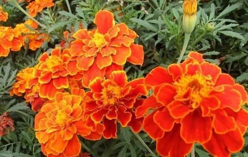  长势：此花长势茂盛，植株密集，开花量大，家庭庭院养护容易成花海